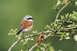 Red-backed shrike (Lanius collurio), male, North Rhine-Westphalia, Germany
