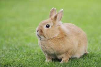 Dwarf rabbit (Oryctolagus cuniculus forma domestica) in a meadow, North Rhine-Westphalia, Germany