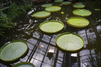Victoria or giant waterlil, a genus of aquatic herbs in the plant family Nymphaeaceae, greenhouse