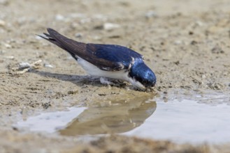 Common house martin, northern house martin (Delichon urbicum) collecting mud in beak from puddle