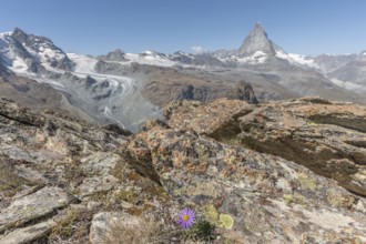 A solitary purple wildflower Aster des Alpes (Aster alpinus) rises from the rocky ground and