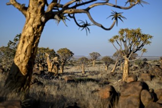 Quiver trees (Aloe dichotoma), quiver tree forest near Keetmanshoop, Karas Region, Namibia
