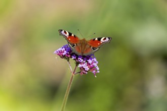 Butterfly, peacock butterfly (Aglais io), Purpletop vervain (Verbena bonariensis), Burgstemmen,