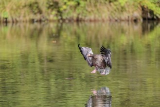 An adult greylag goose (Anser anser) lands on a lake on a sunny day. Bavaria, Germany