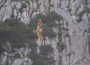 Bearded vulture (Gypaetus barbatus), Berchtesgaden, Alps, Bavaria, Germany