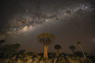 Quiver trees (Aloe dichotoma) under the starry sky, quiver tree forest near Keetmanshoop, Karas