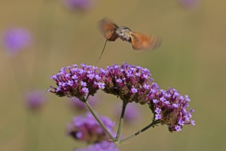Butterfly, pigeon tail (Macroglossum stellatarum), also known as hummingbird butterfly or