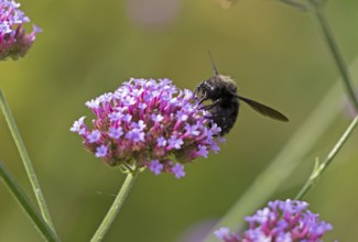 Wood bee (Xylocopa), Purpletop vervain (Verbena bonariensis), Burgstemmen, Nordstemmen, Lower