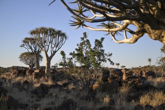 Quiver trees (Aloe dichotoma), quiver tree forest near Keetmanshoop, Karas Region, Namibia