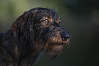 Rough-haired dachshund (Canis lupus familiaris) male, 4 years, animal portrait, attentive,