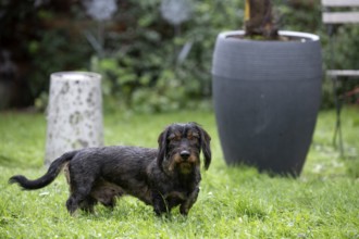 Rough-haired dachshund (Canis lupus familiaris) male, 4 years, attentive, in a meadow, in garden,