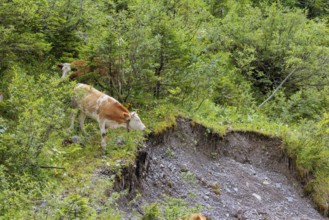 Holstein-Friesian cattle grazing on a mountain pasture in steep terrain. Eng Valley, Austria