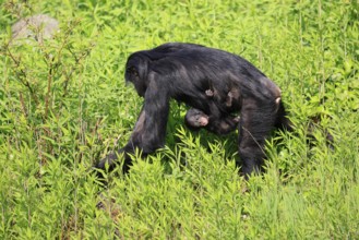 Bonobo (Pan Paniscus), pygmy chimpanzee, adult, female, juvenile, mother, social behaviour
