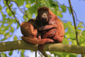 Venezuelan red howler (Alouatta seniculus), adult, female, juvenile, on tree, resting, South