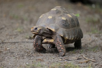 Coal turtle (Geochelone carbonaria), adult, foraging, running, South America