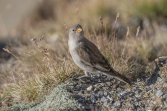 A young white snowfinch (Montifringilla nivalis) searches for food between rocks and grass. The