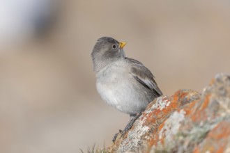 A young white snowfinch (Montifringilla nivalis) with grey feathers and a bright orange beak sits