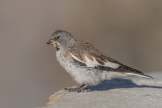 A white snowfinch (Montifringilla nivalis) stands on a rocky surface and displays its striking
