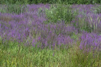 Purple loosestrife (Lythrum salicaria) in a dry carp pond, Eckental, Middle Franconia, Bavaria,