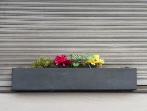Flower box with artificial colorful flowers in front of closed shutter, Wuppertal, Germany