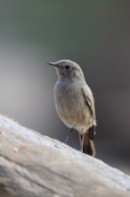 Rusty-tailed Wheatear, (Oenanthe familiaris), adult, alert, Mountain Zebra National Park, South