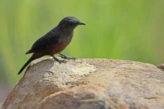 Red-bellied Wheatear (Thamnolaea cinnamomeiventris), adult, female, on the ground, foraging,