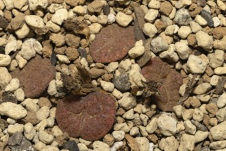 Lithops fulviceps, Living Stones, Hottentot Popo, Stellenbosch Botanical Garden, Western Cape,