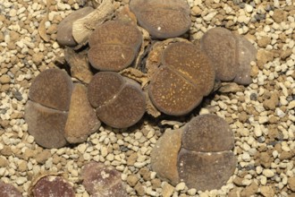 Lithops aucampiae, Living Stones, Hottentot Popo, Stellenbosch Botanical Garden, Western Cape,
