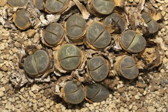 Lithops olivacea, Living Stones, Hottentot Butt, Stellenbosch Botanical Garden, Western Cape, South