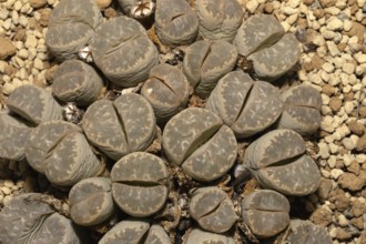 Lithops marmorata, Living Stones, Hottentot Butt, Stellenbosch Botanical Garden, Western Cape,