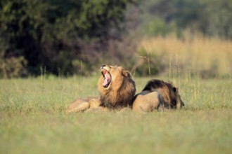 Lion (Panthera leo), male, two brothers, resting, lying, yawning, in the grass, Pilanesberg