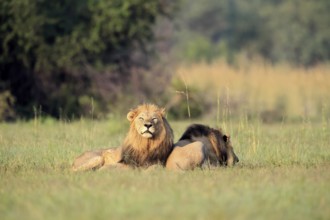 Lion (Panthera leo), male, two brothers, resting, lying, in the grass, Pilanesberg National Park,