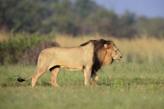 Lion (Panthera leo), adult, male, running, alert, Pilanesberg National Park, North West Province,