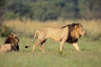 Lion (Panthera leo), adult, male, running, two brothers, alert, Pilanesberg National Park, North