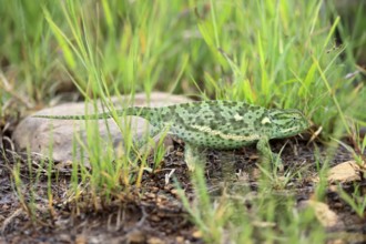 Lappet-faced chameleon (Chamaeleo dilepsis), adult, foraging, on the ground, Pilanesberg National