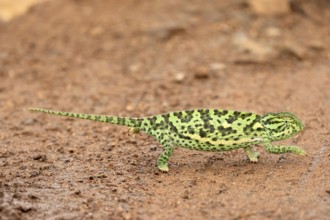Lappet-faced chameleon (Chamaeleo dilepsis), adult, foraging, on the ground, crossing a track,