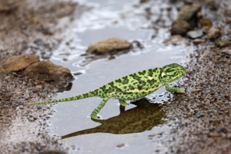 Lappet-faced chameleon (Chamaeleo dilepsis), adult, foraging, on ground, running, water, puddle,