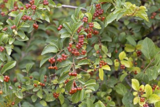 Lavender starflower (Grewia occidentalis), crossberry, fruits, leaves, Karoo Desert Botanic Garden,