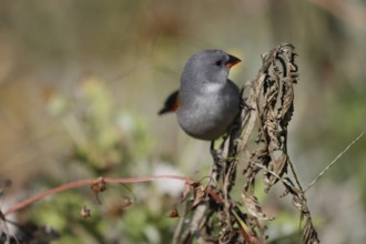 Green Astrild (Coccopygia melanotis), adult, female, on shrub, foraging, Kirstenbosch Botanical