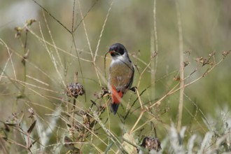 Green Astrild (Coccopygia melanotis), adult, male, on shrub, feeding, seeds, Kirstenbosch Botanical