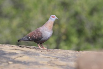 Guinea Pigeon (Columba guinea), Streak-necked Pigeon, adult, on rocks, foraging, Mountain Zebra