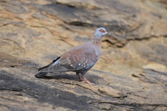 Guinea Pigeon (Columba guinea), Streak-necked Pigeon, adult, on the ground, foraging, Mountain