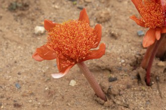 Scarlet bloodflower, (Haemanthus coccineus), flower, in bloom, Karoo Desert Botanic Garden,