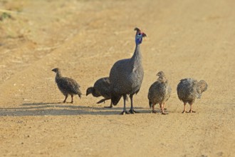 Helmeted guinea fowl (Numida meleagris), group, adult, juveniles, chicks, alert, foraging, on