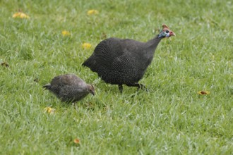 Helmeted guinea fowl (Numida meleagris), adult, juvenile, chick, alert, foraging, Kirstenbosch