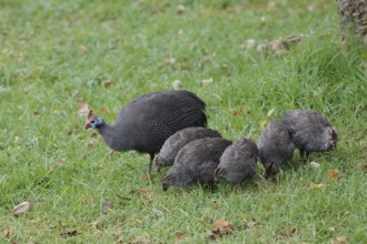 Helmeted guinea fowl (Numida meleagris), adult, juvenile, chick, alert, foraging, Kirstenbosch