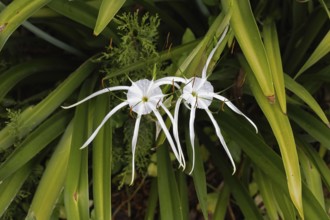 Hymenocallis littoralis, cuticle, blooming, flowers, Stellenbosch Botanic Garden, Western Cape,