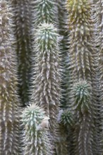 Hoodia gordonii, thorny, leafless, succulent plant, Kirstenbosch Botanic Garden, Cape Town, South