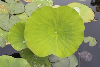 Indian Lotus (Nelumbo nucifera), leaf, in water, Stellenbosch Botanic Gardens, Western Cape, South