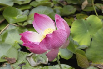 Indian Lotus (Nelumbo nucifera), flower, blooming, in water, Stellenbosch Botanic Gardens, Western